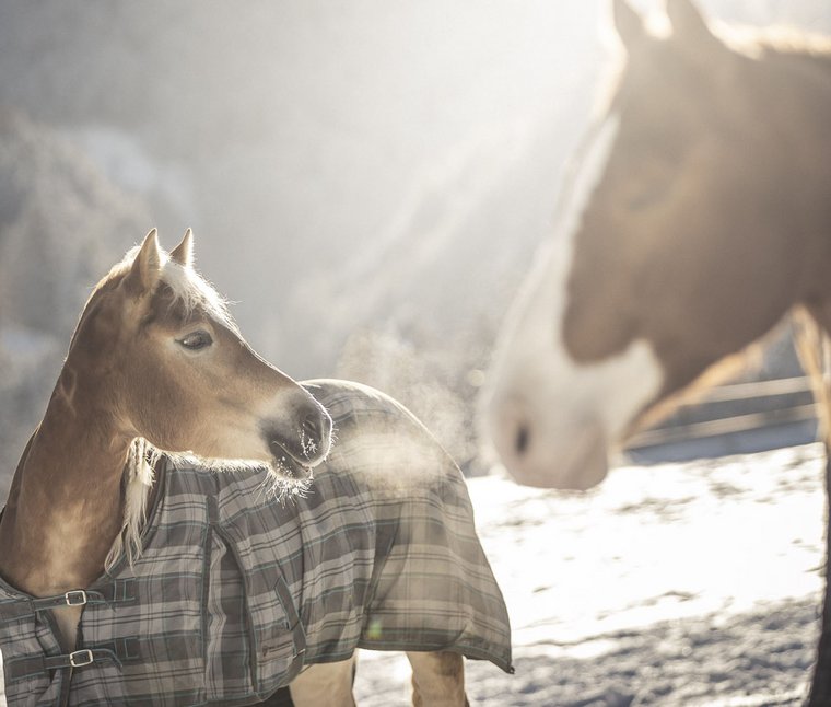 Junges Pferd mit Decke atmet im Winter sichtbar aus