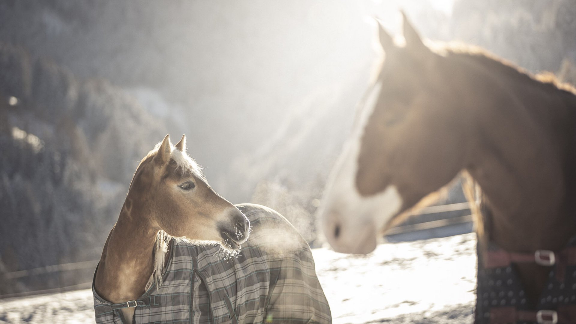 The Winklerhotels: your luxury hotels in South Tyrol Foal wearing blanket visibly breathing out in cold winter