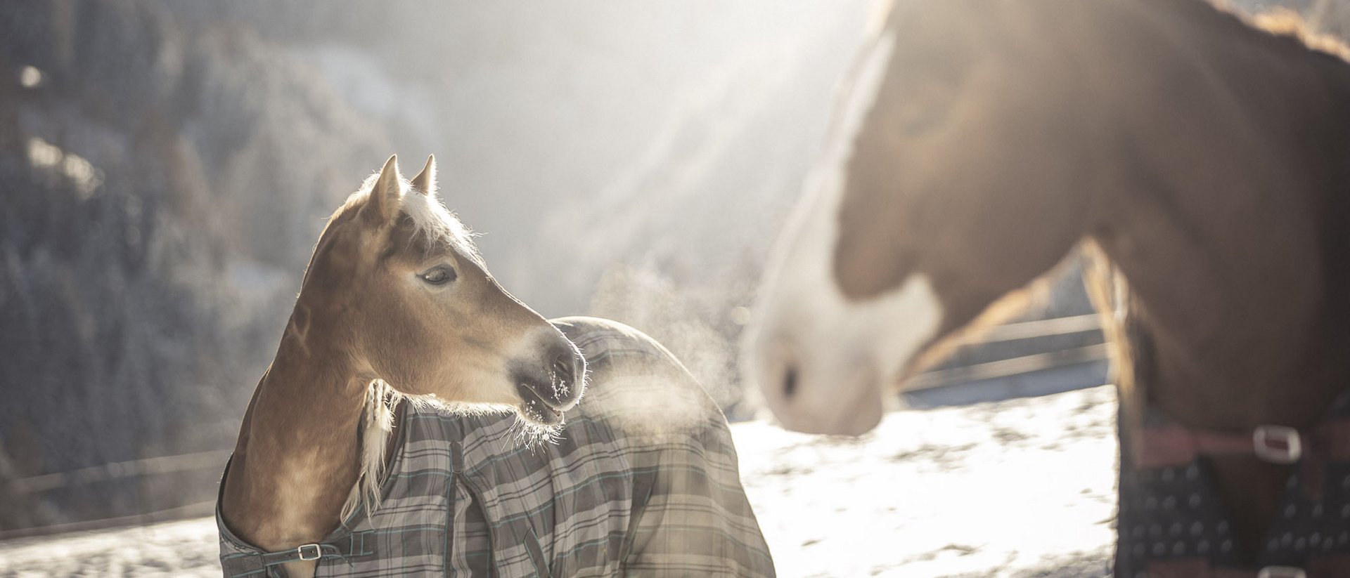 Junges Pferd mit Decke atmet im Winter sichtbar aus