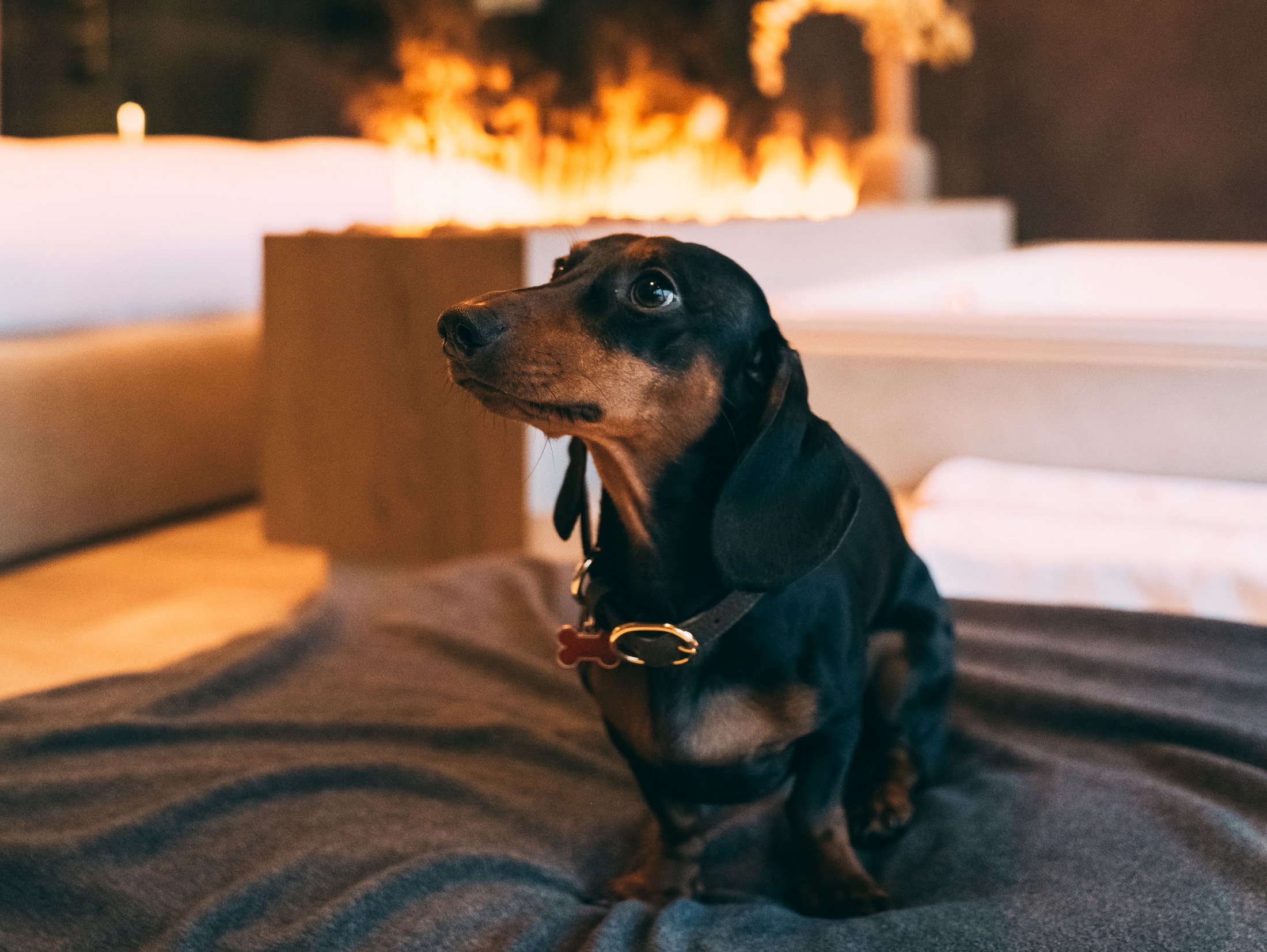 Bassotto seduto su cuscino in interno accogliente con luce calda