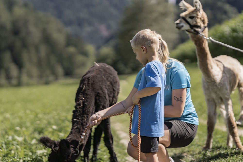 Kind und Erwachsener füttern Alpakas auf einer grünen Wiese