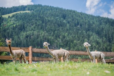 Tre alpaca davanti a una recinzione di legno in un paesaggio montano.