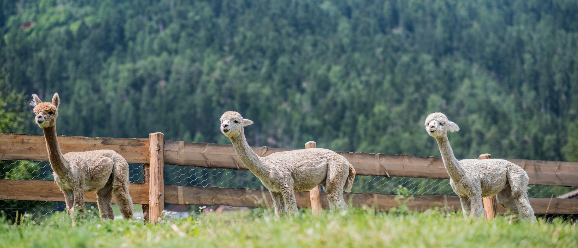 Drei Alpakas stehen vor einem Holzzaun in einer bergigen Landschaft.