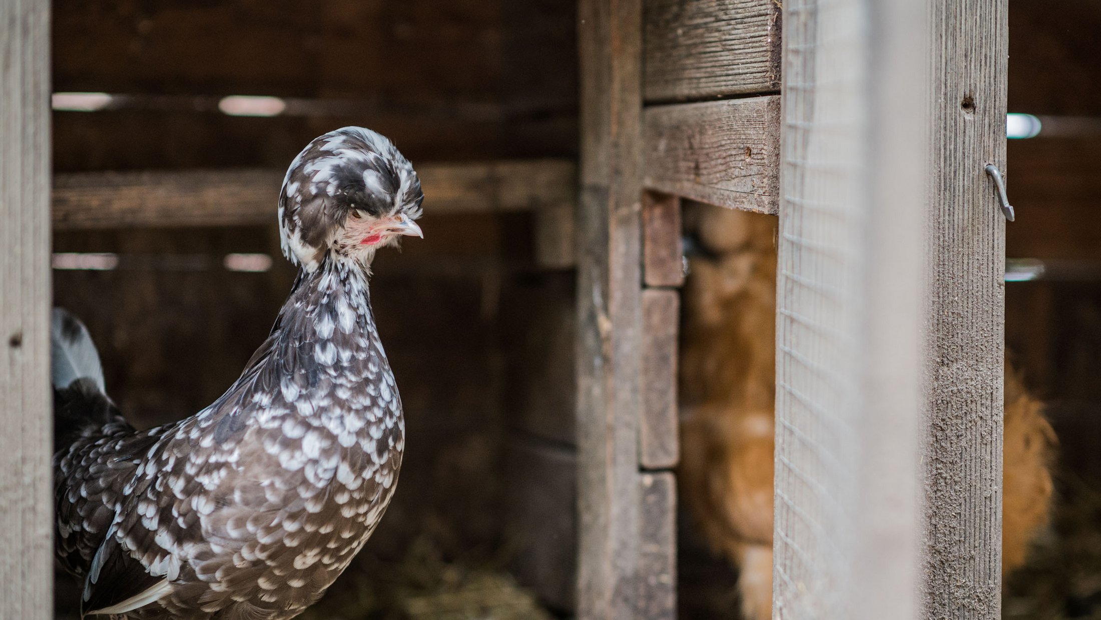 Gallina maculata in un pollaio di legno