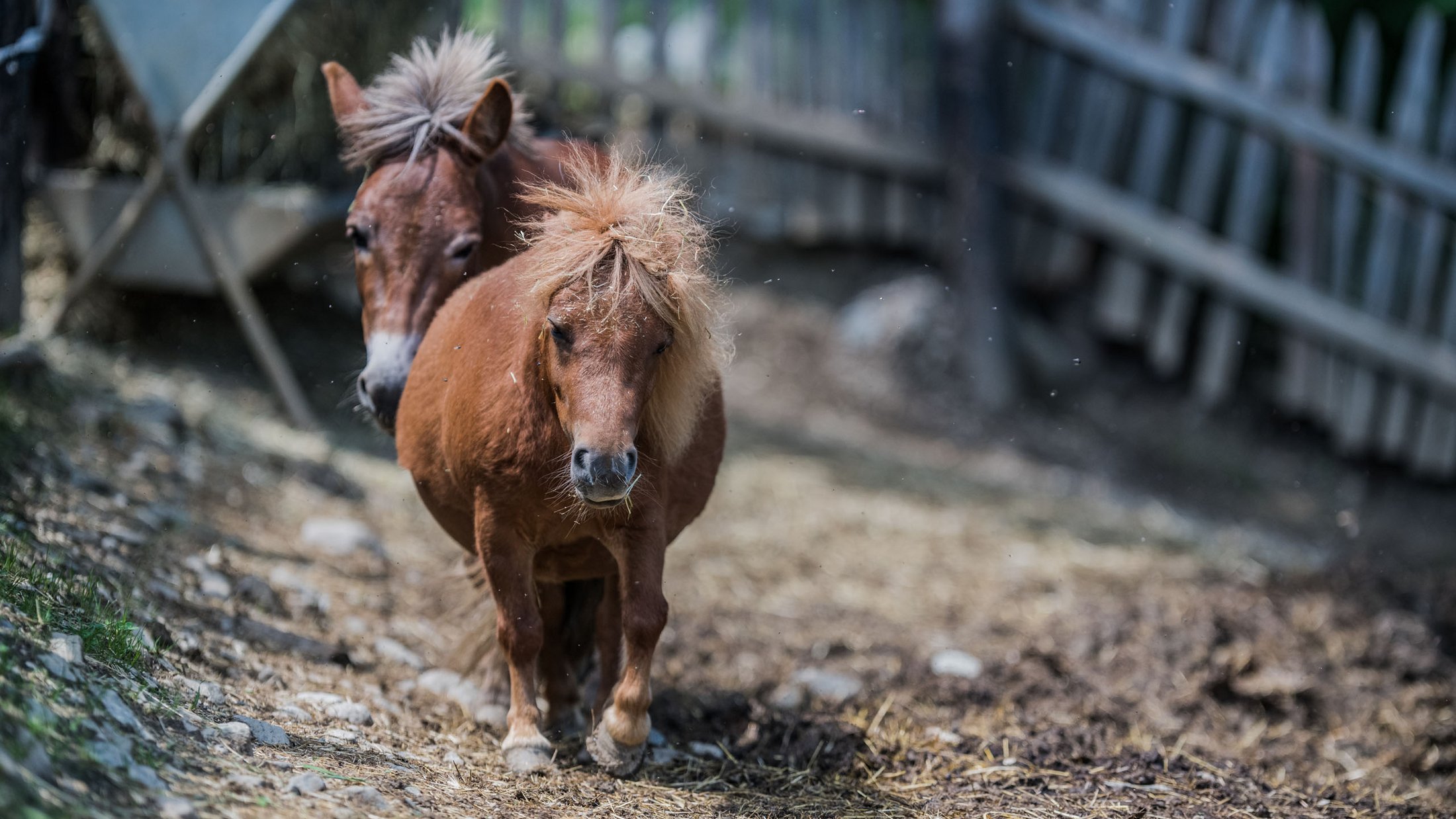 Due piccoli pony marroni su un sentiero polveroso davanti a una recinzione