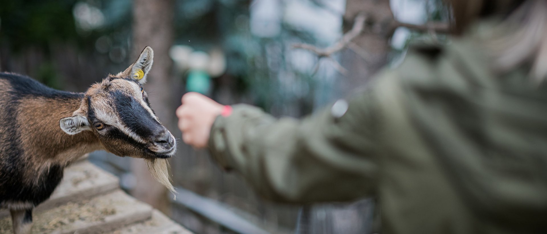 Persona che nutre una capra con un oggetto verde all'aperto