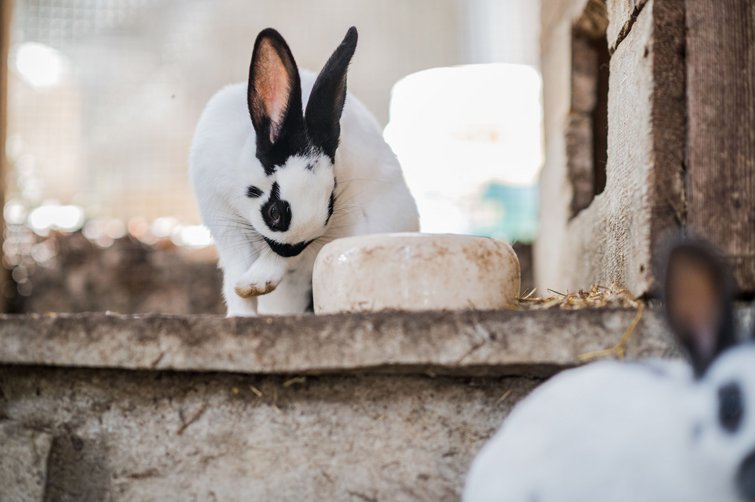 weiß-schwarzer Kaninchen putzt sich neben Futternapf im Stall