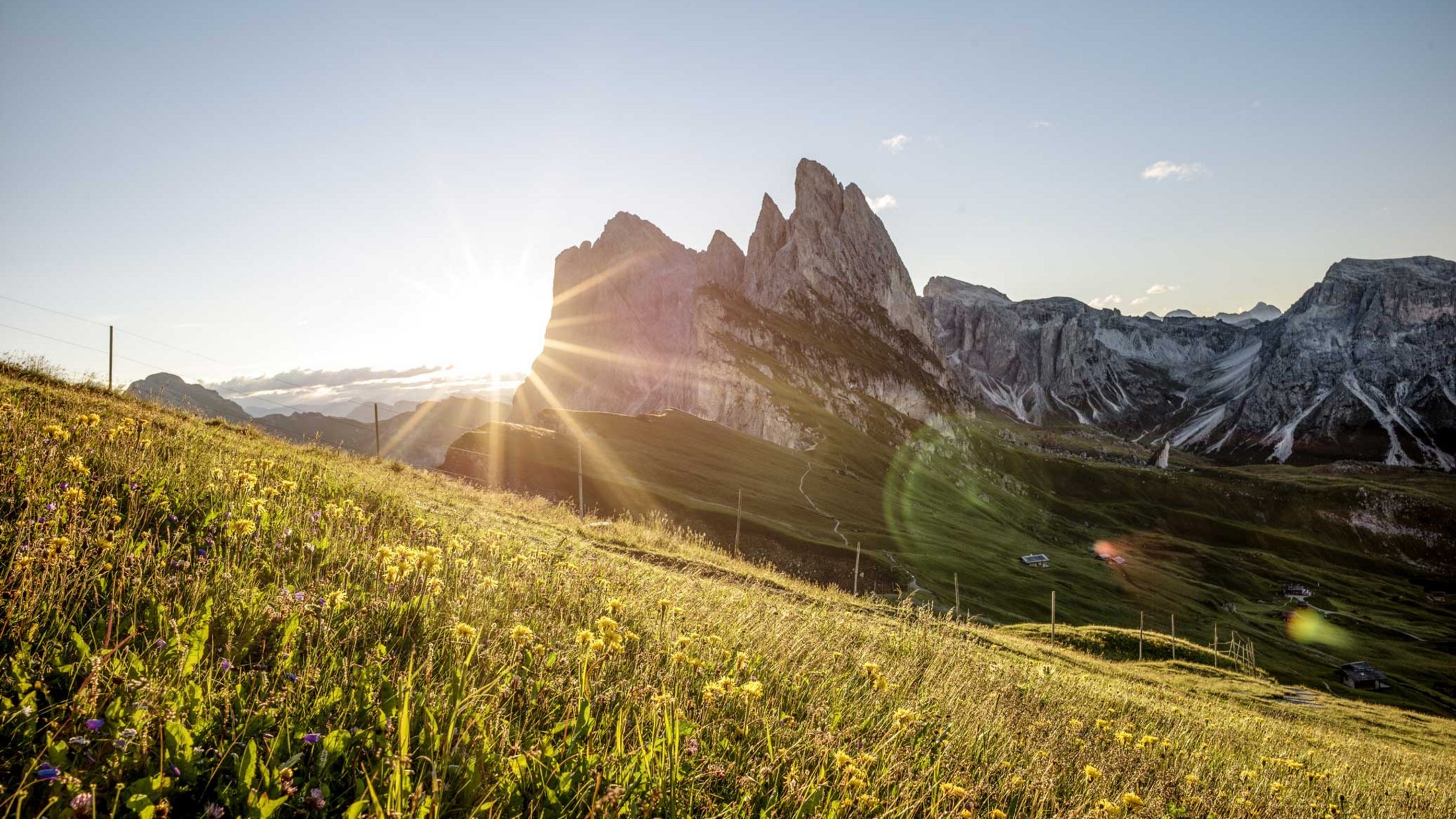 Sunrise over flower-covered meadow with sharp Dolomite mountain peaks