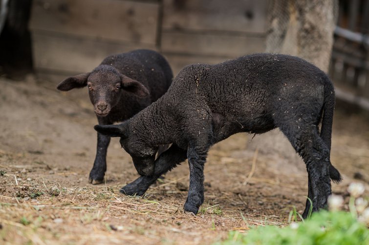 Due agnelli neri su un cortile con paglia e terra
