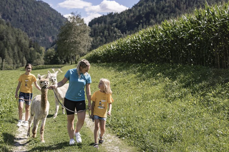Donna e due bambini conducono alpaca su un sentiero in montagna
