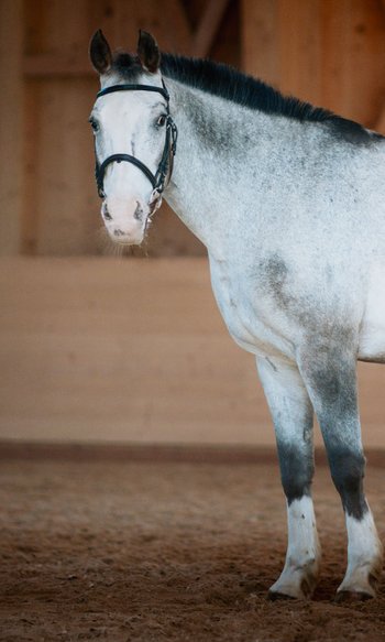 DIE Adresse in Südtirol zum Reiten: Ihr Hotel im Pustertal Graues Pferd mit schwarzer Mähne in einer Reithalle