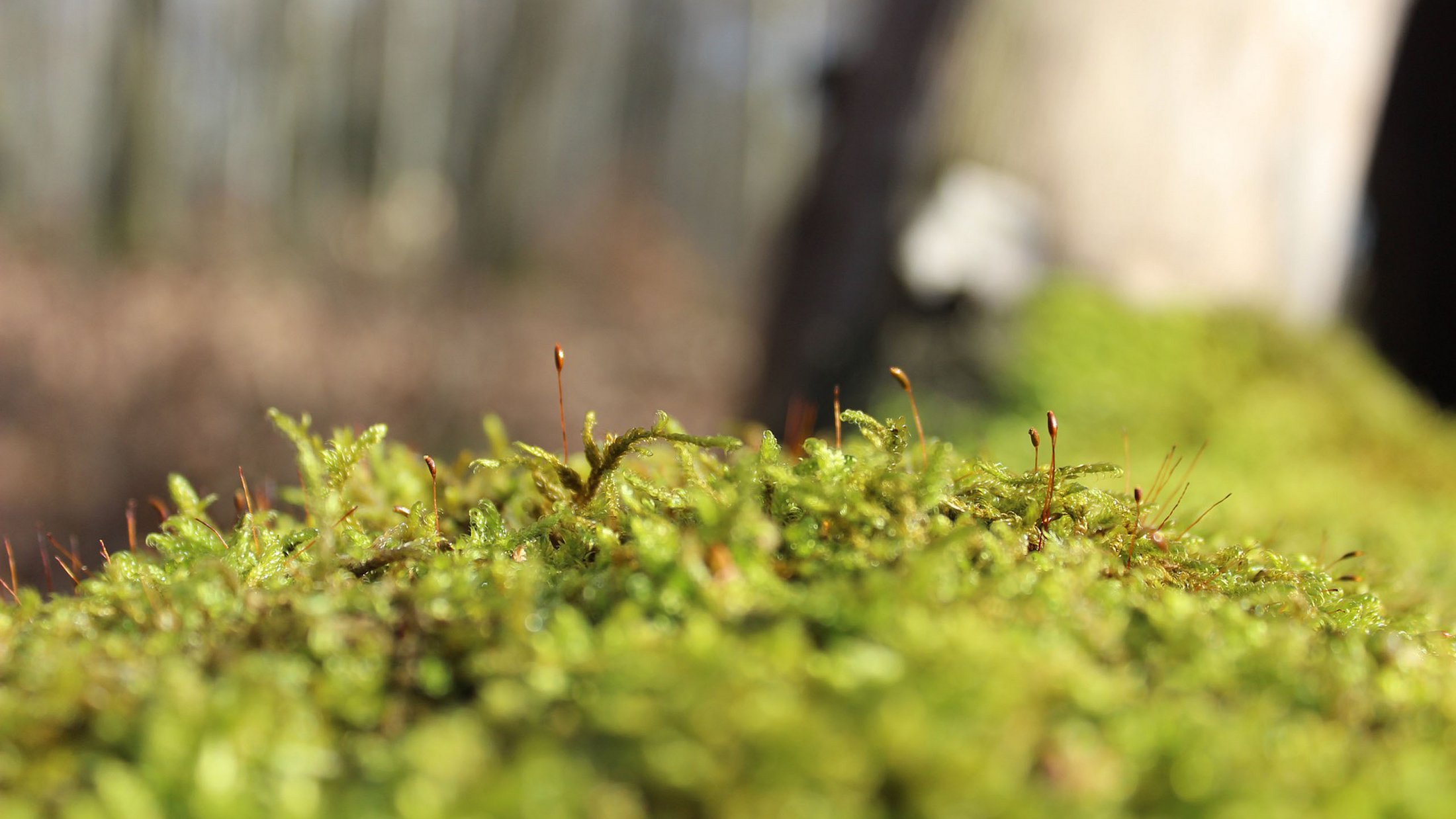 Nahaufnahme von grünem Moos mit kleinen braunen Sporentrieben im Wald