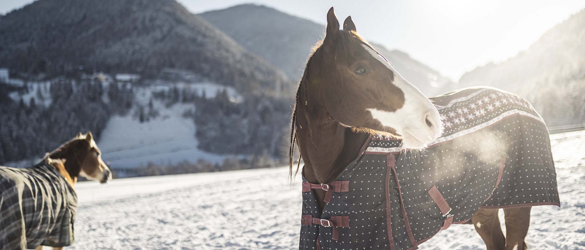 An enriching holiday in your luxury chalet in South Tyrol Two horses wearing winter blankets on snowy field with mountains in background