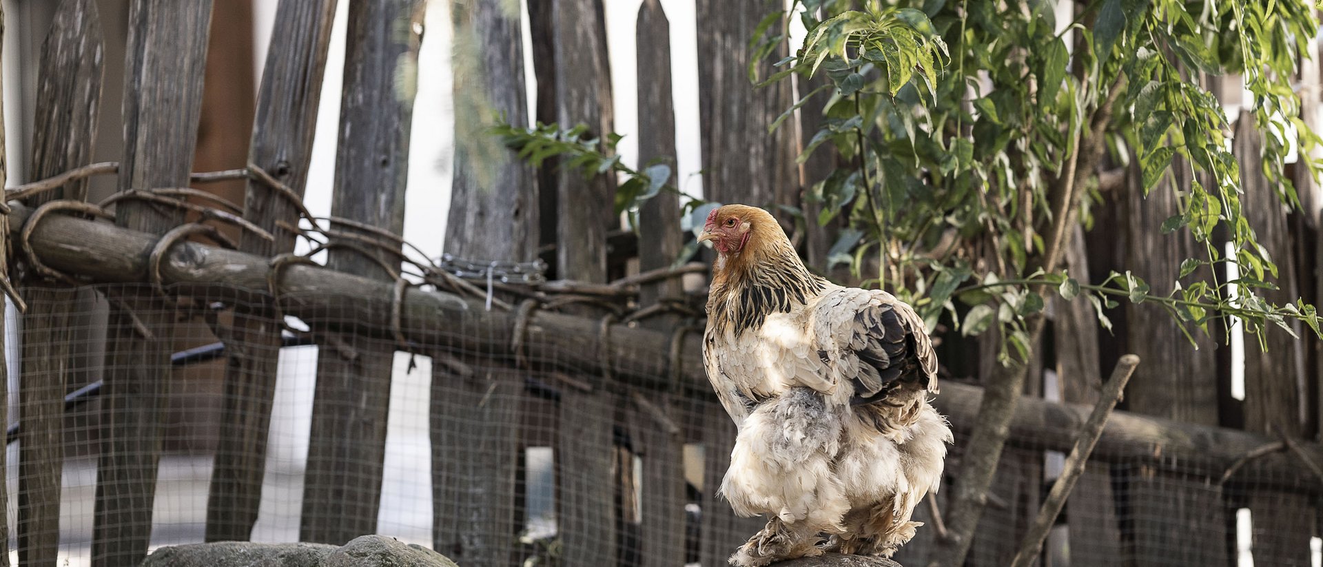 Huhn sitzt auf einem Stein vor einem Holzzaun und grünen Pflanzen
