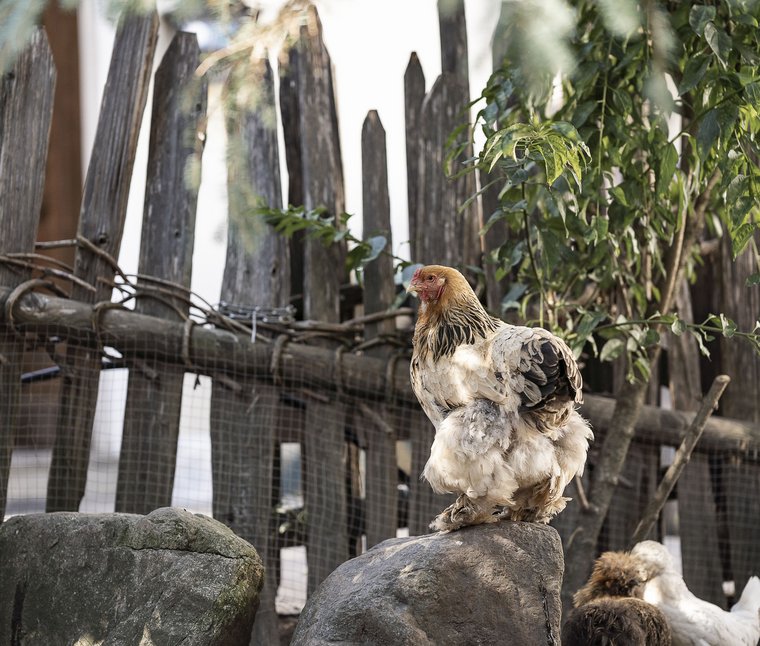Gallina su una roccia davanti a una recinzione di legno e piante verdi