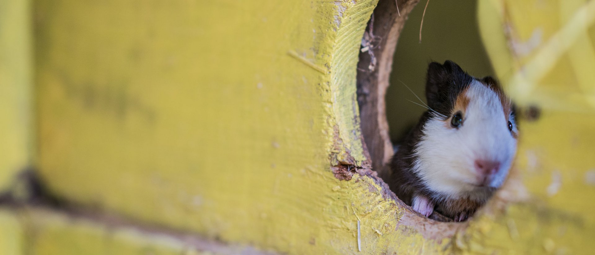 Porcellino d'India che guarda da un foro rotondo in una casetta gialla