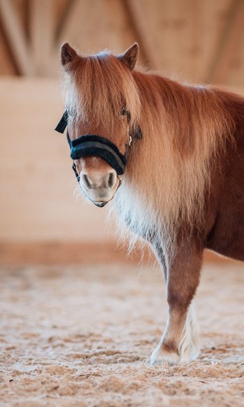 DIE Adresse in Südtirol zum Reiten: Ihr Hotel im Pustertal Braunes Shetlandpony mit langer Mähne in einer Reithalle