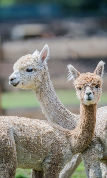 Zwei junge Alpakas mit flauschigem Fell auf einer Wiese