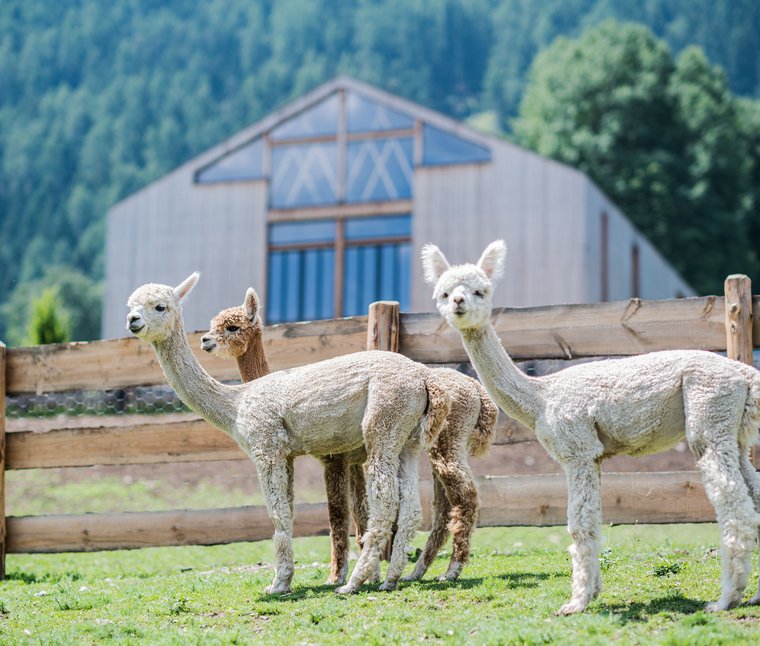 Drei Alpakas vor einem Holzzaun und einem Berggebäude