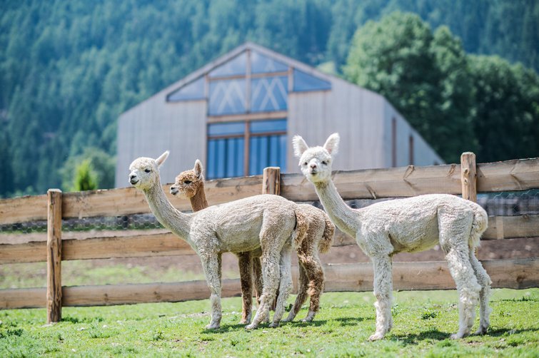 Tre alpaca davanti a una recinzione di legno e un edificio di montagna
