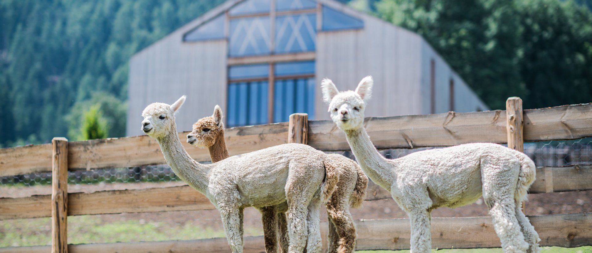 Drei Alpakas vor einem Holzzaun und einem Berggebäude