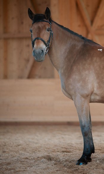 DIE Adresse in Südtirol zum Reiten: Ihr Hotel im Pustertal Braunes Pferd mit schwarzer Mähne steht in einer Holzhalle