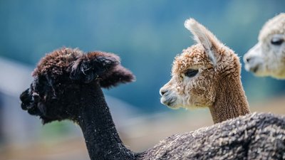 Primo piano dei volti di tre alpaca di diversi colori