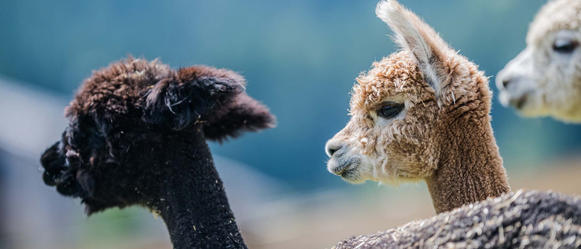 Nahaufnahme von drei Alpakaköpfen in verschiedenen Farben