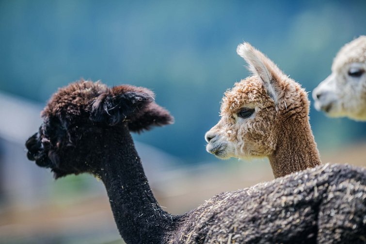 Nahaufnahme von drei Alpakaköpfen in verschiedenen Farben