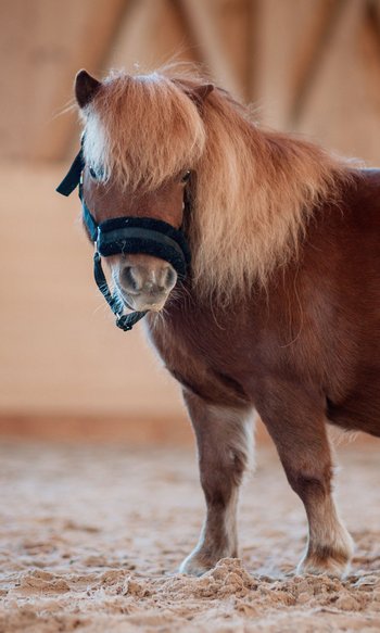DIE Adresse in Südtirol zum Reiten: Ihr Hotel im Pustertal Braunes Shetlandpony mit hellem Schweif und Mähne in einer Reithalle