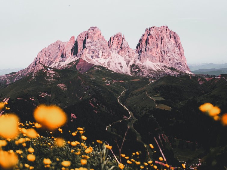 Flower meadow with Dolomites mountains under clear sky