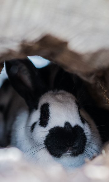 Black and white rabbit hiding inside a wooden hollow