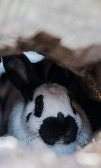 Schwarz-weißer Hase versteckt sich in einer Höhle aus Holz