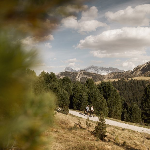 Hikers on a trail in mountainous landscape with pine trees and snowy peaks