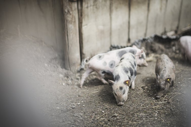 Un hotel con mini zoo in Alto Adige Maialini maculati che cercano cibo in un recinto