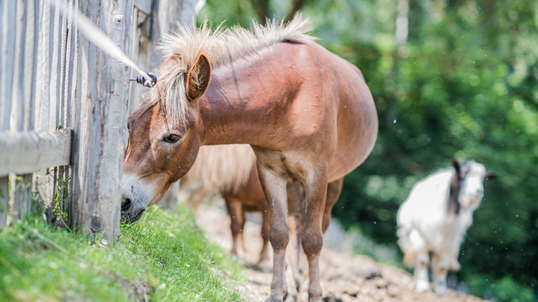 Pony marrone accanto a una recinzione di legno con erba verde e capra sfocata sullo sfondo