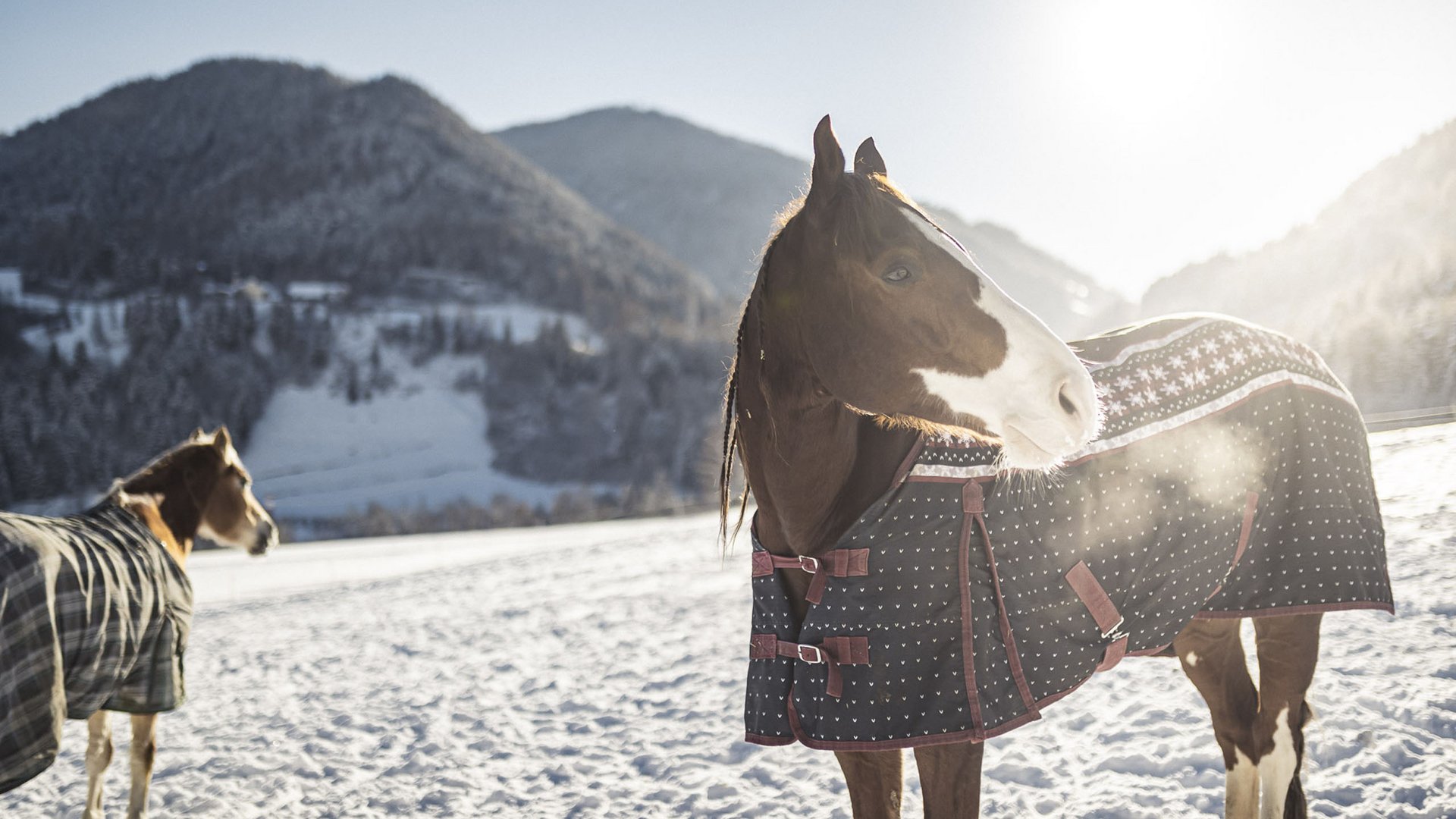Two horses wearing blankets stand on snow with winter mountains background