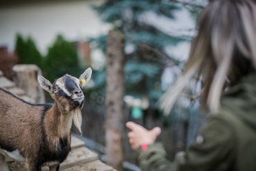 Una capra guarda una persona con le braccia tese