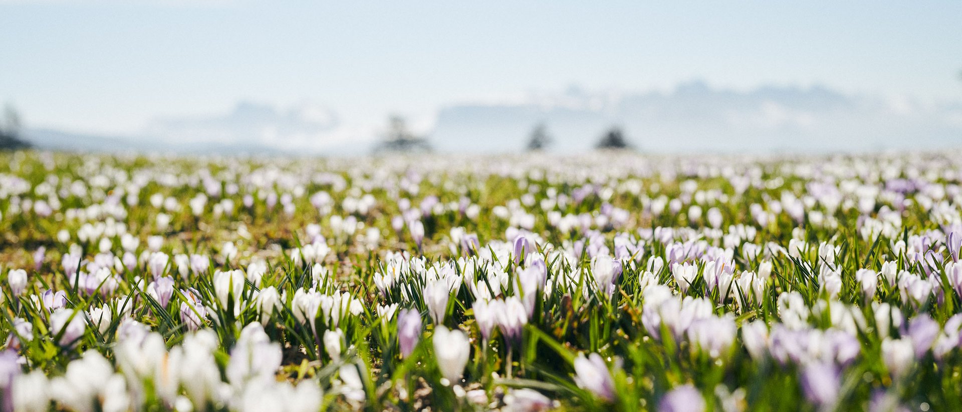 Die schönsten Frühlingstouren rund um die Winklerhotels Blühendes Krokusfeld unter blauem Himmel im Frühling