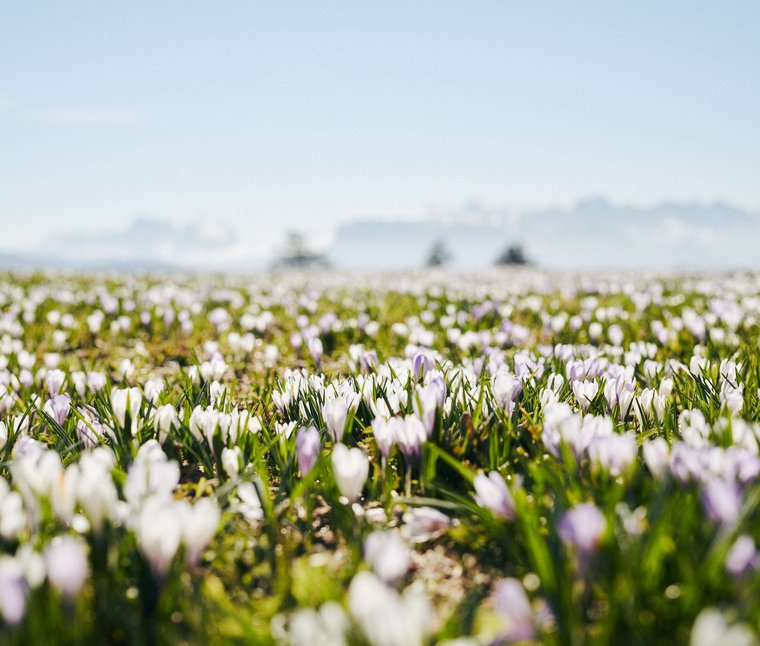 Campo di crochi fioriti sotto un cielo azzurro in primavera