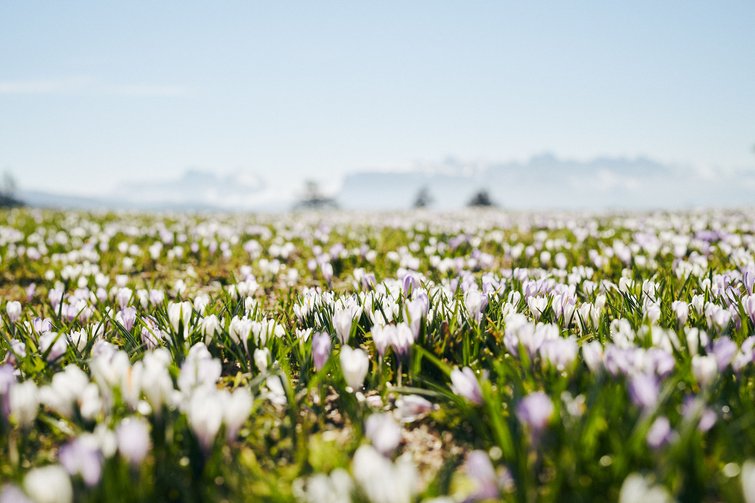 Campo di crochi fioriti sotto un cielo azzurro in primavera
