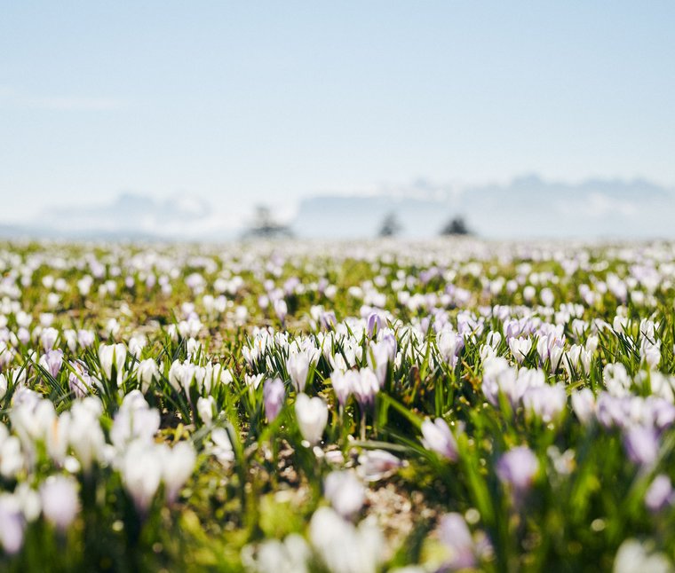 Campo di crochi fioriti sotto un cielo azzurro in primavera