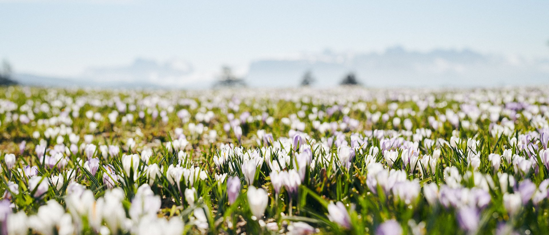Campo di crochi fioriti sotto un cielo azzurro in primavera