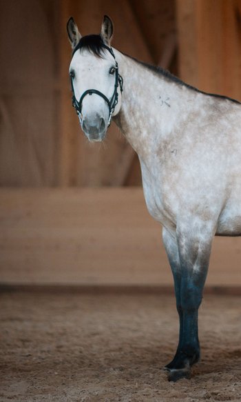 DIE Adresse in Südtirol zum Reiten: Ihr Hotel im Pustertal Hellbraunes Pferd mit dunklen Beinen steht in einer Reithalle