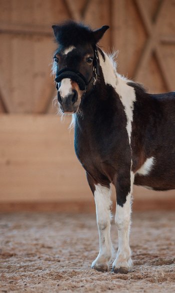 DIE Adresse in Südtirol zum Reiten: Ihr Hotel im Pustertal Braun-weißer Pony steht in einer Reithalle mit Sandboden