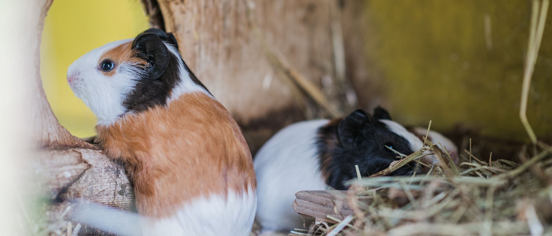 Zwei Meerschweinchen in einem Holzhaus mit Heu