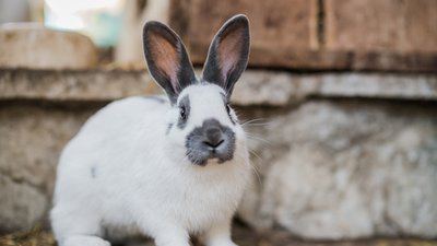 Coniglio bianco con macchie nere e grandi orecchie sul terreno