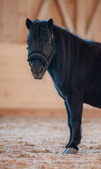 DIE Adresse in Südtirol zum Reiten: Ihr Hotel im Pustertal Schwarzes Shetlandpony steht in einer Reithalle auf Sandboden