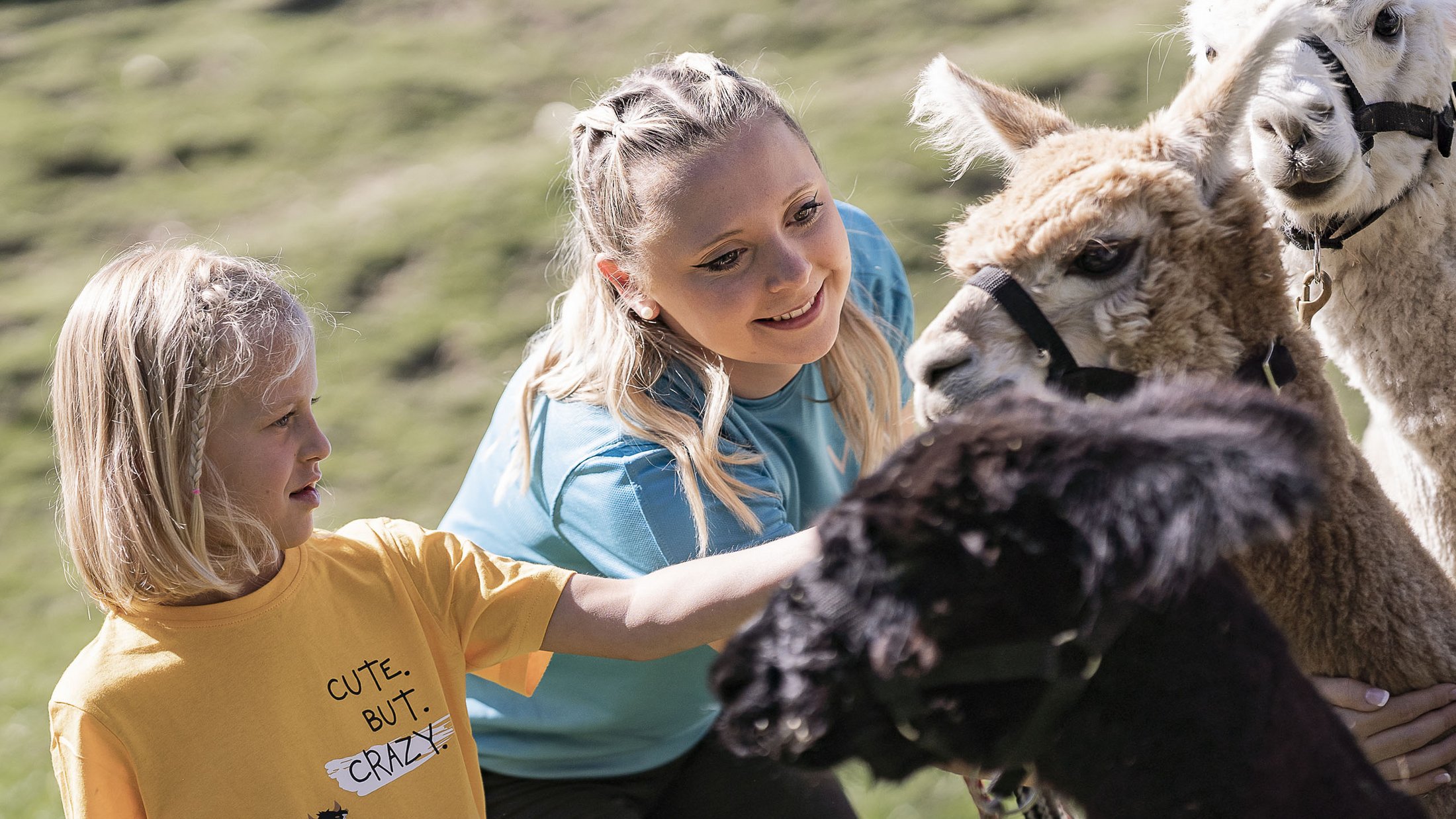 Two girls petting alpacas in a sunny meadow