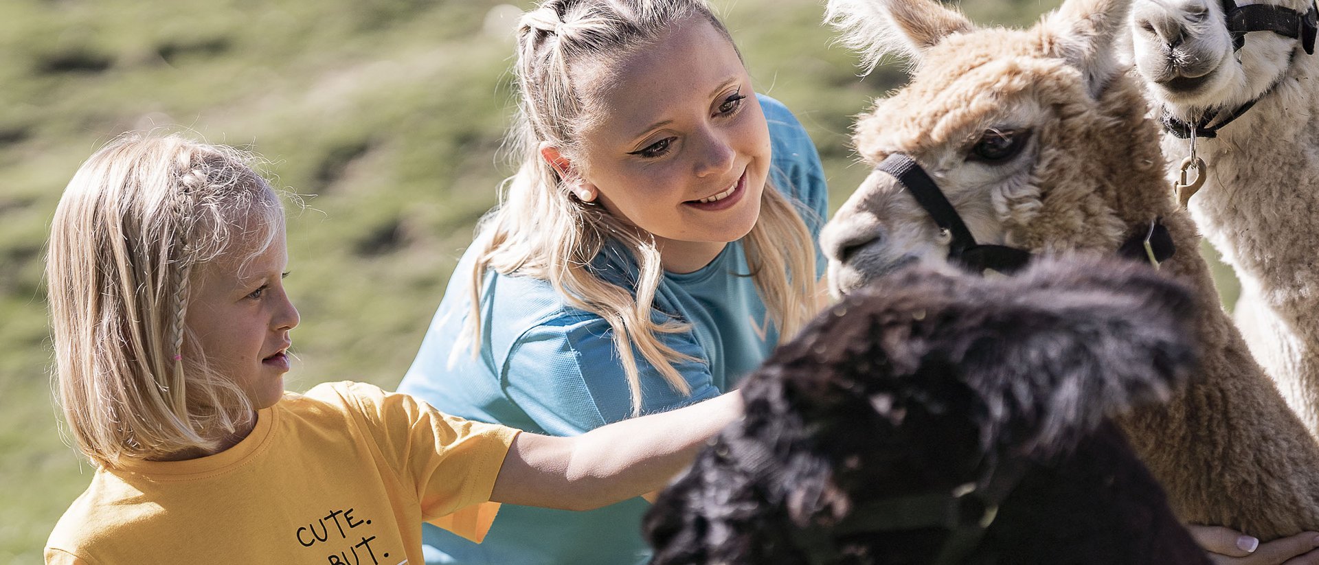 Zwei Mädchen streicheln Alpakas auf einer Wiese bei Sonnenschein